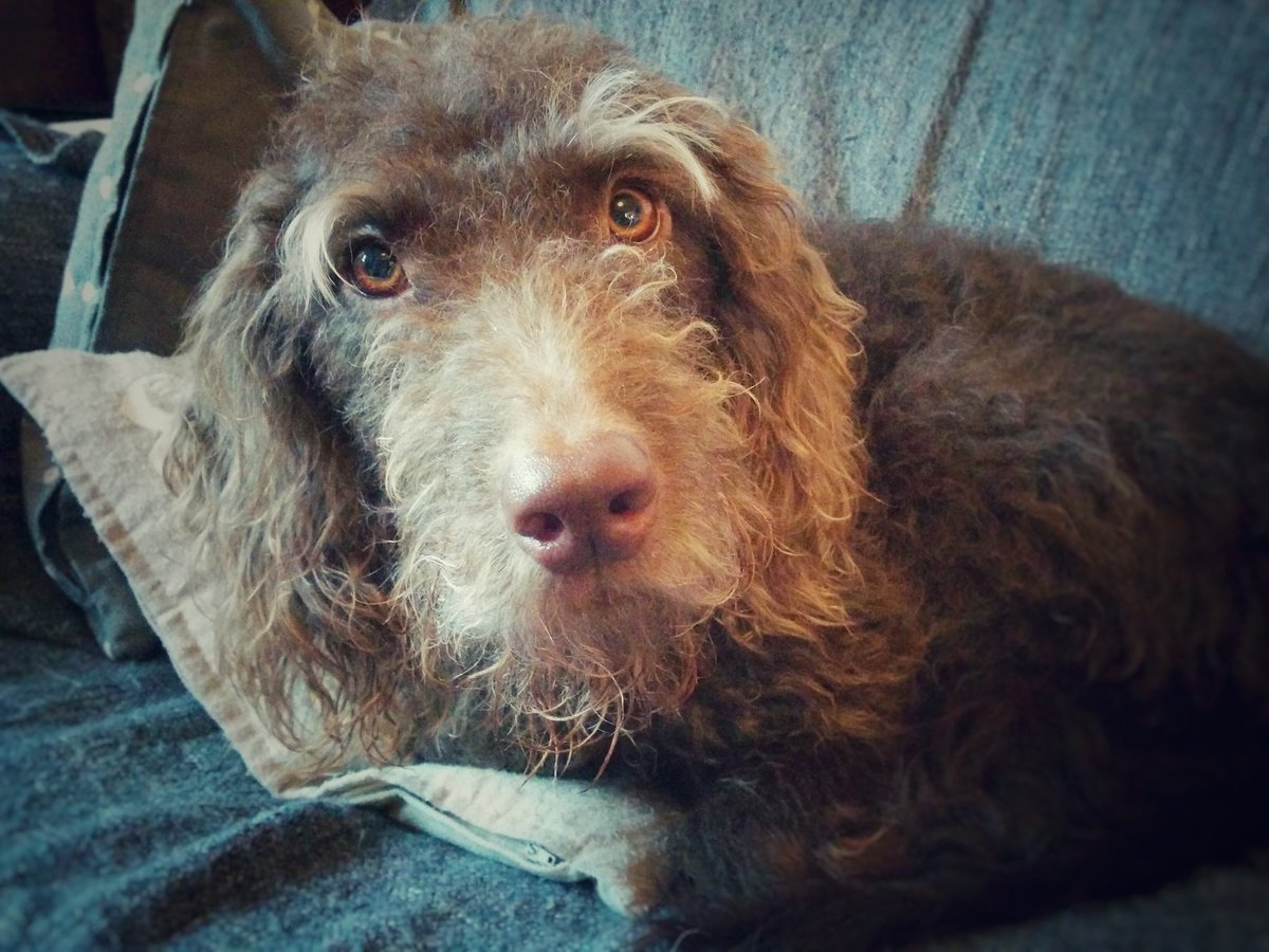 DogaboutBath's tweet photo. Thanks for the run around Hamish! I'm ready for a little sleep now... @RondoTheatre https://t.co/RDb3QMnLEG