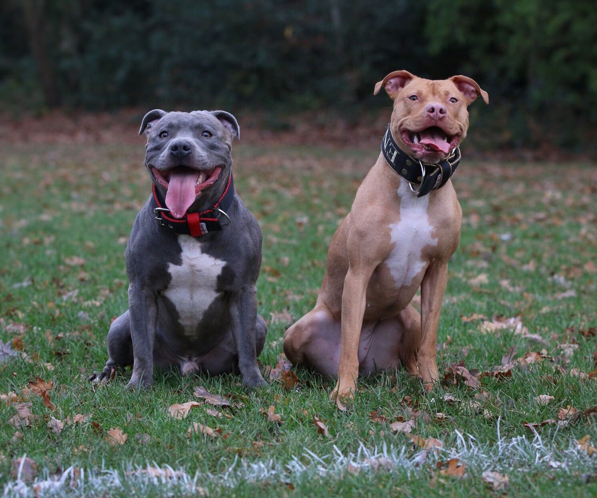 elperrouk's tweet photo. Staffordshire Bull Terrier 
American Pit bull Terrier

Part of the K9 CREW https://t.co/rxQjNAk0OQ
