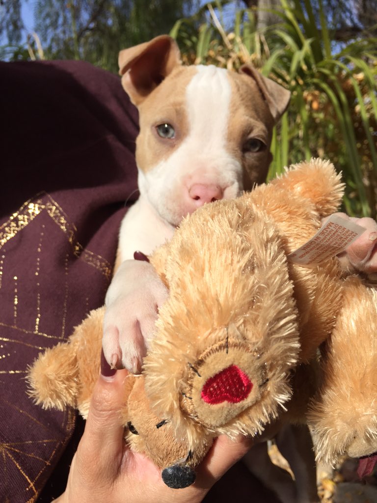 Pit Bulls tweet media