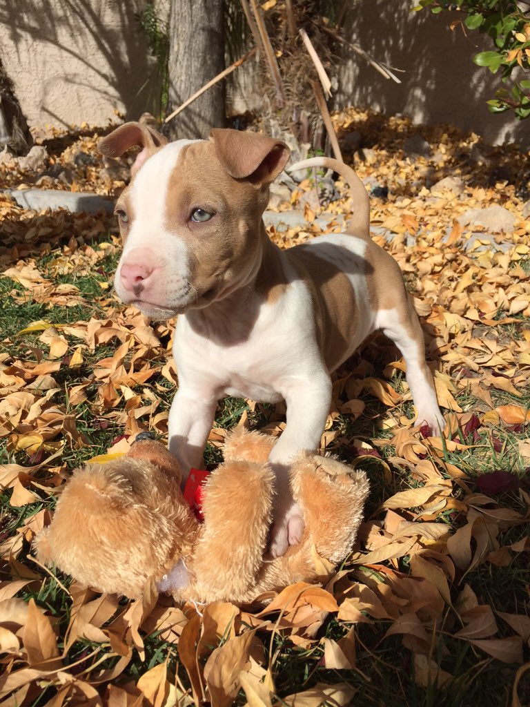 Pit Bulls (@bestofpitbulls) on Twitter photo 