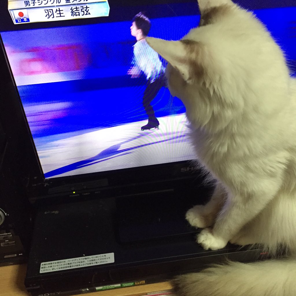 えのきとしめじ 猫 Eno Shime Cats Twitter えのきとしめじ 猫 Eno Shime Cats Twitter