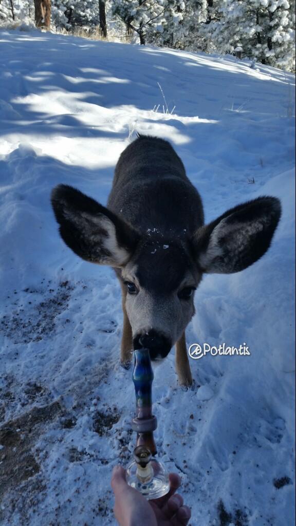 DaJooosh's tweet photo. Tiny deer love dabs! #StayHiGH https://t.co/mCjAyCfJ6I