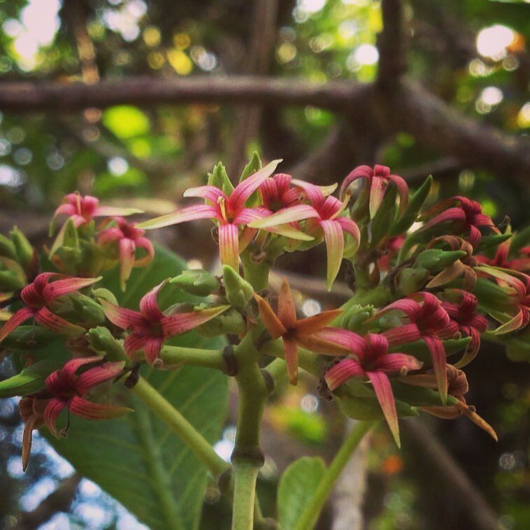 ChocolateIguana's tweet image. Cashew flowers everywhere 🌸🌿 Flores de marañon por todas partes 🌿🌸 #marañon #cashew #farmf… ift.tt/1OpCNNO