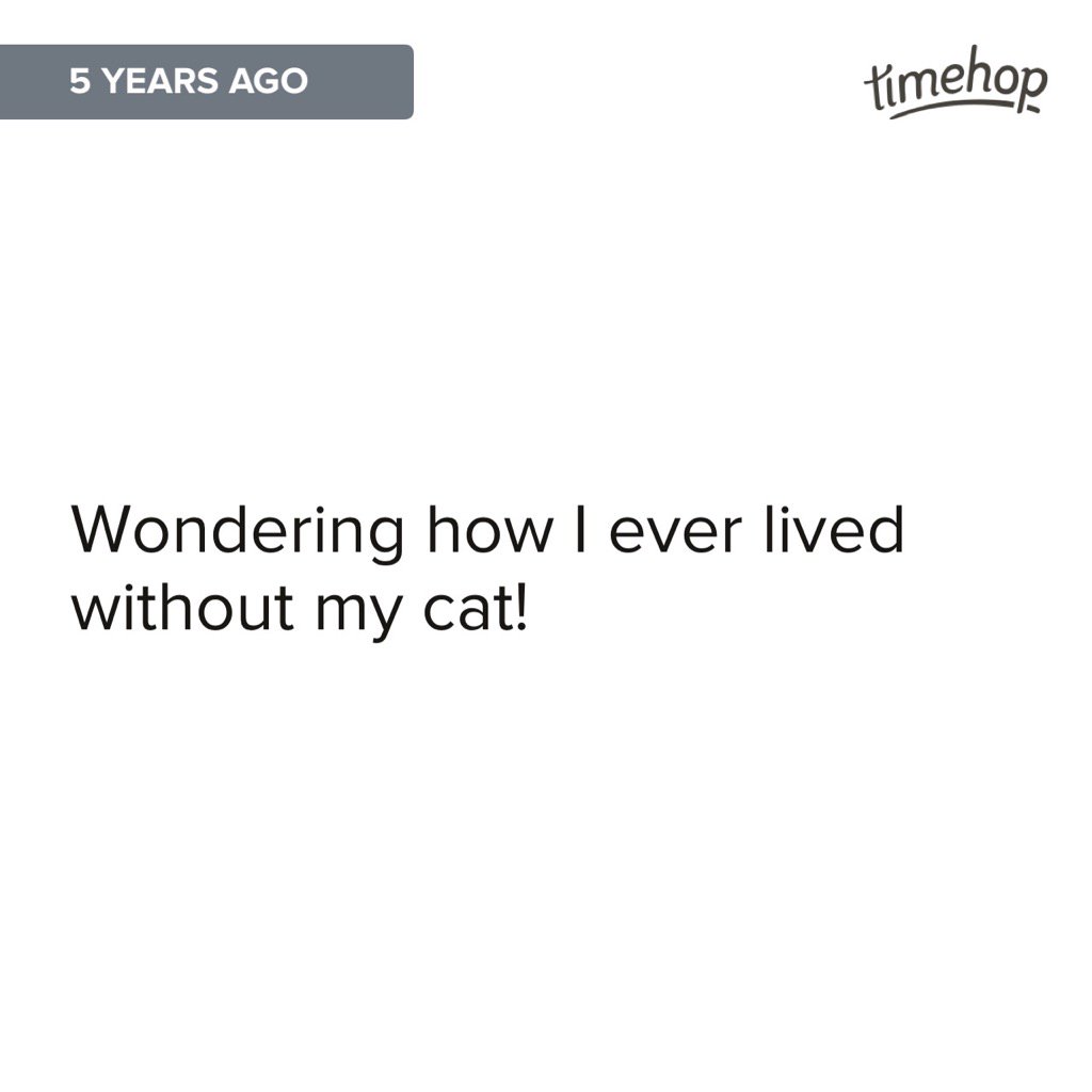 nicolelisabeth's tweet photo. Story of my life #catlady https://t.co/Ogm3CAZJ8T