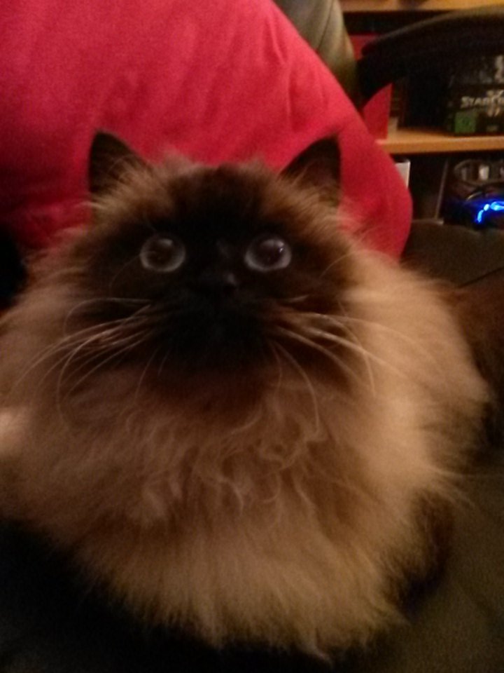 Goldpiratin's tweet photo. Da steht man einmal auf und zack besetzt die Katze den Arbeitsplatz. Zwangspause. #procrastinating #proCATstinating https://t.co/LeXi6MSrAP