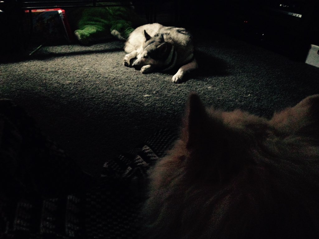 IT_gurugirl's tweet photo. Taming the beast! Hanging with #worstdogincanada #Falcor #ceasermilan won't help #LdnOnt #barkbusters https://t.co/KJgLTYgWME