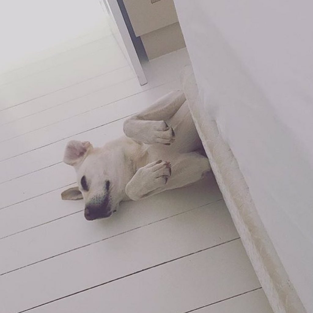 petparentUSA's tweet photo. Did you know #PetParent is on Instagram? Follow us -PetParent! Photocred: Annelienmoerdijk https://t.co/iqbatk3uz2