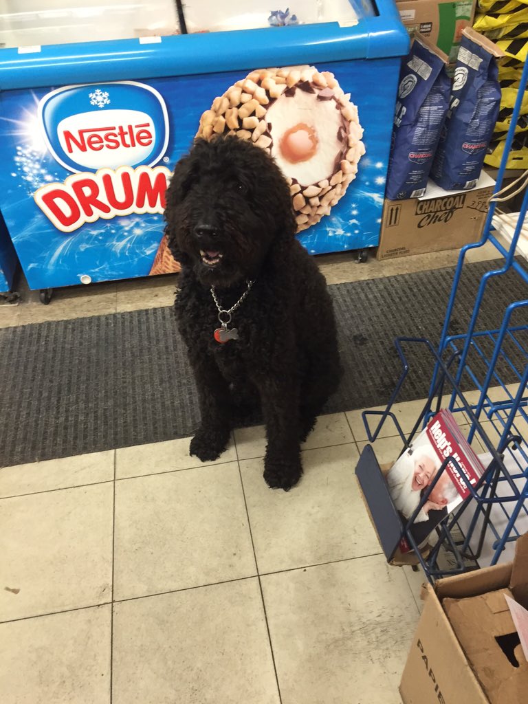 Yurkenbaum's tweet image. The opposite of @__GrumpyCat