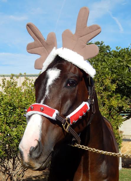 On the 1st Day of Christmas the Human gave to me-- a pair antlers to wear.....#SomeonesOnTheNaughtyListAnditsNotMe