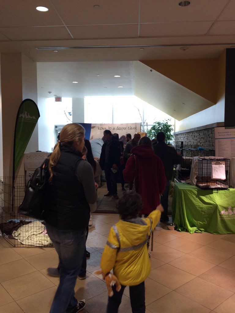 BISSELLcan's tweet photo. Day 2 of the THS and BPF adoption event at Canadian Tire @ lakeshore &amp; Leslie #bpf #ths #pets #adoption #bissellcan https://t.co/BRe1TsNhRo