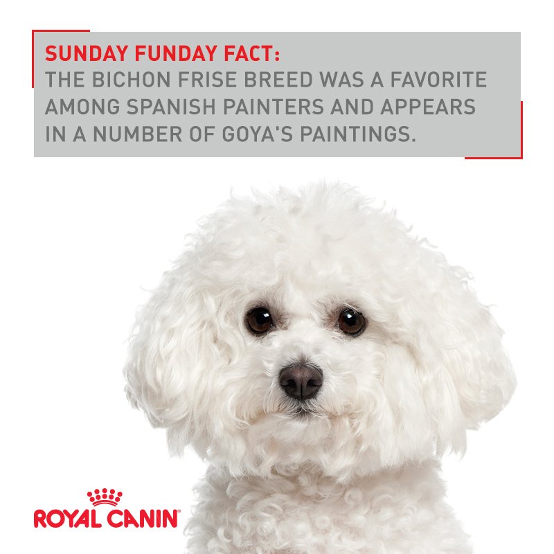 royal canin bichon frise