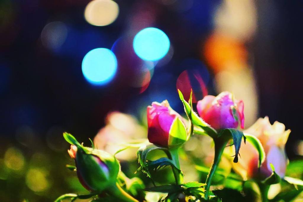 InstaKyoto's tweet photo. #京都丸太町  #丸太町
#古民家
#はなまっぷ忘年会2015  #hanamap
#ミニ薔薇  #蕾  #花  #冬の花  #rose
#flower  #winterflowe… https://t.co/GUN44XrG5l https://t.co/SYTWkq1OAn