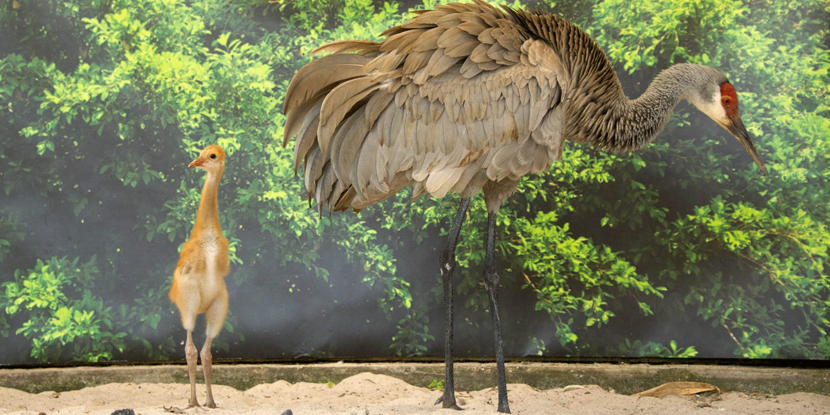 Love hearing amazing stories about animals like these? Then follow us at SeaWorldCares.Tumblr.com to see more!