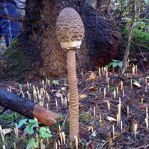 SimpleTwiple's tweet image. Говорят, что этот гриб съедобный, по вкусу напоминает курицу. Сам не пробовал, врать не буду.