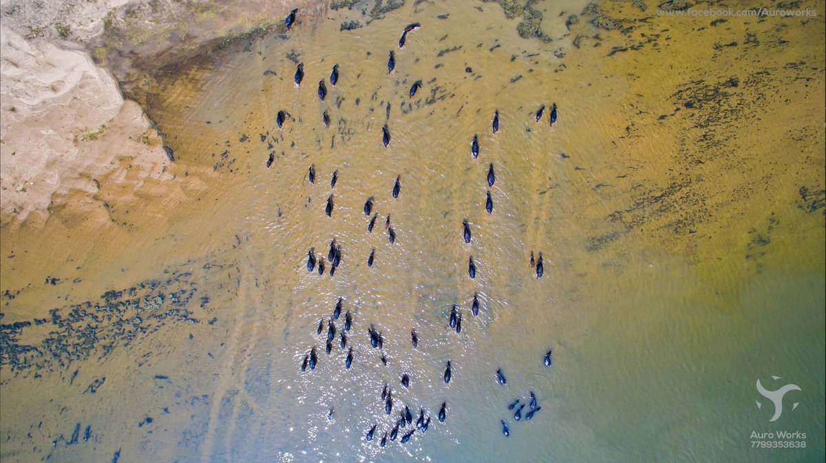 auromediahouse's tweet photo. AnimalConvoy #AndhraPradeshTourism #APtourism #Amaravathi #AndhraPradesh #SunRiseState #Aerialclick #incredibleindia https://t.co/4Ia2MDfx7S