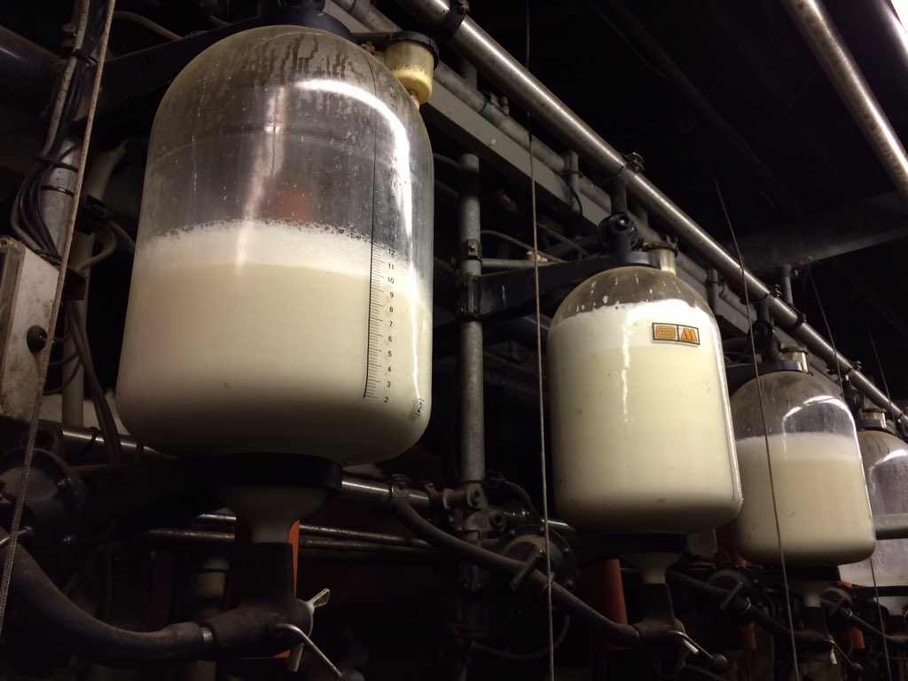 Even koeien melken. Iemand een idee waarom de ene koe veel melk geeft en de ander niet?