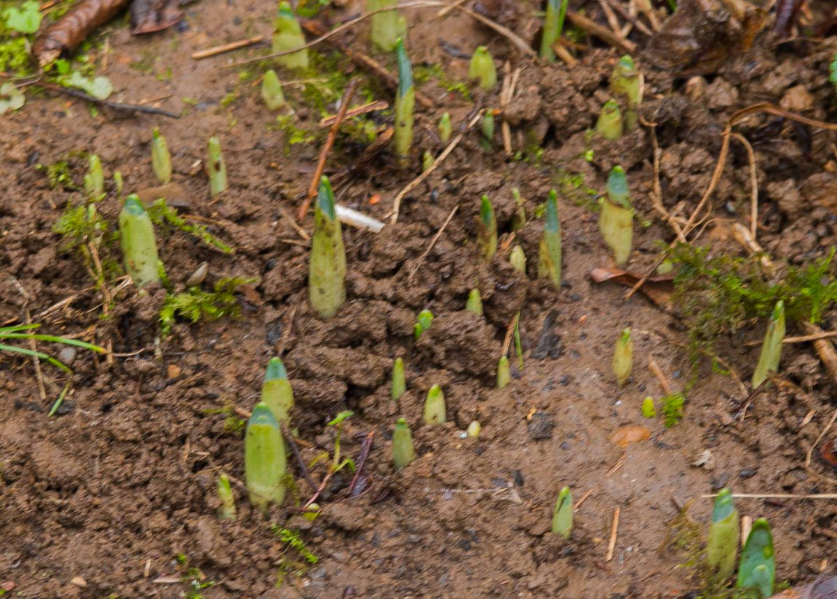 NichollsOfTheYd's tweet photo. My daffodils are coming up!! #SpringtimeInDecember https://t.co/8tcPlIMRLP