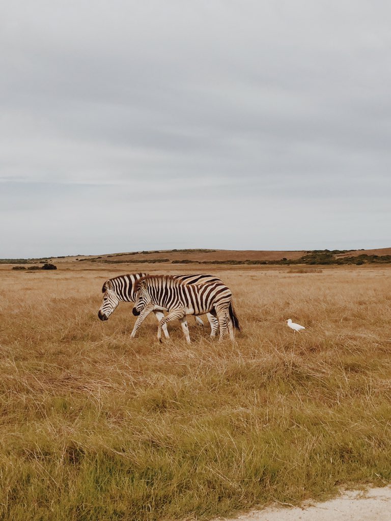 maaike00's tweet photo. S-A-F-A-R-I #zebra https://t.co/c519t1gw3e