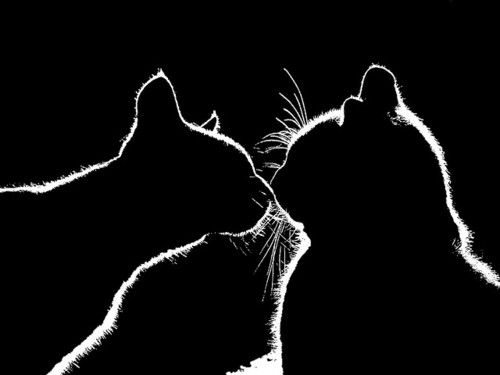 ShakesisterGrim's tweet photo. We'll yoke together, like a double shadow
#ShakespeareSunday
#HVI3
#SérgioCoutinho
#CatsOfTwitter
#Shakespeare https://t.co/BoErLoc201