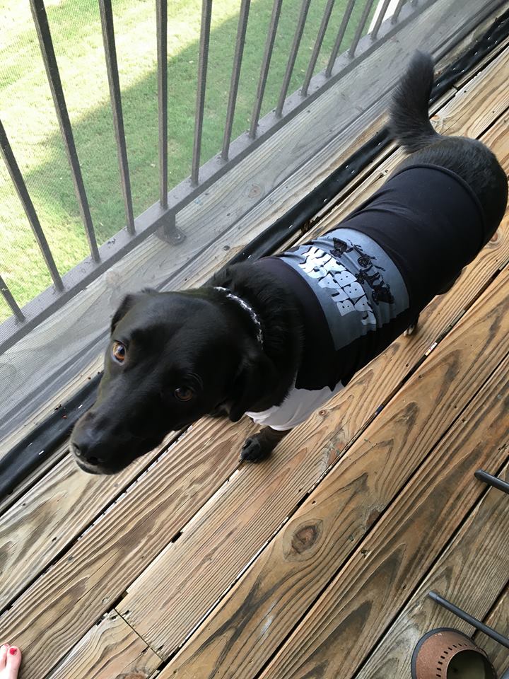 meanjean28's tweet photo. My Karl rocking some @MuttMerch Happy #SundayFunday #blacklabbath #dogsoftwitter https://t.co/xSdKpp1r5b