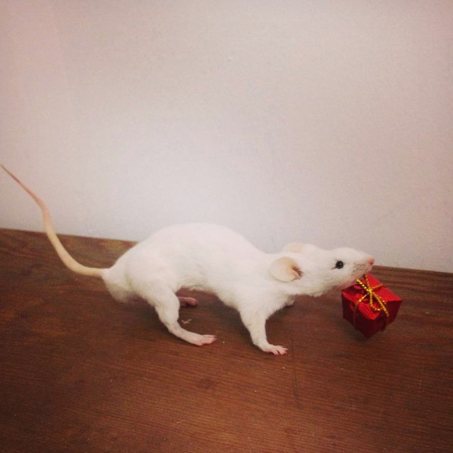 CuriousInfo's tweet photo. The perfect unique Christmas gift - a place in our January mouse class! Just 2 places left! 
https://t.co/q7flChOpKa https://t.co/nv1xC7hRfN