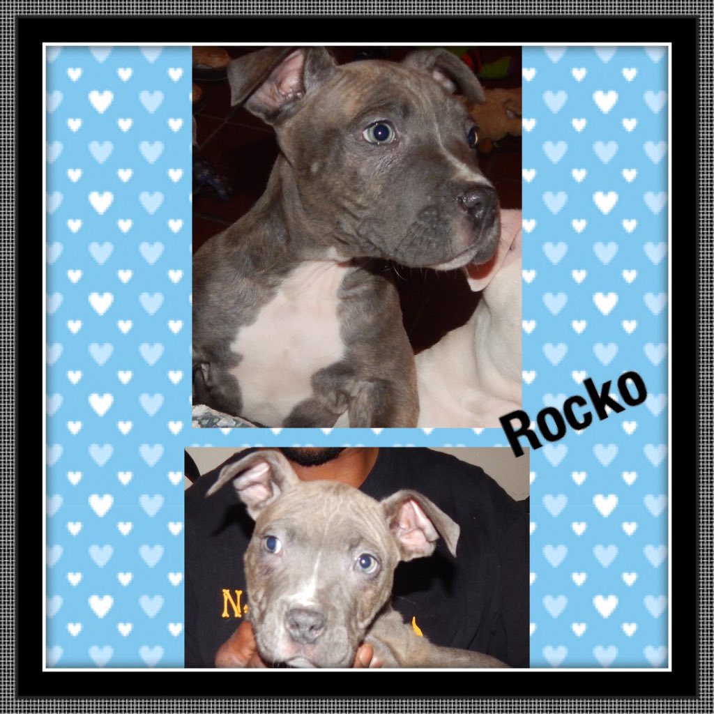 NjadsBossLady's tweet photo. #ukc #bullylove #bullies #pits4life #oneloveforpits #pitbull   UKc pups 9weeks old papers in hand $600 hum https://t.co/Chmj6YoWGE