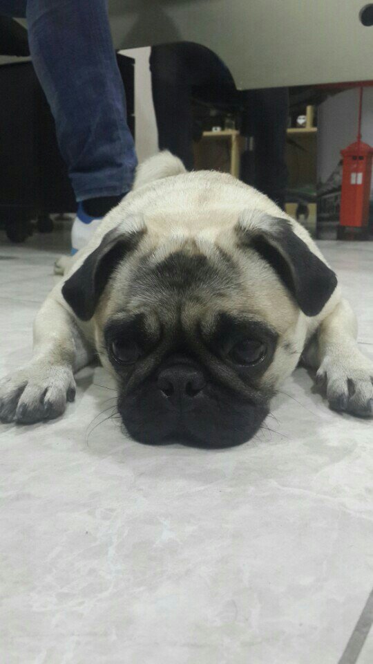 ycgnleo's tweet photo. Cirkinle içiyoruz biz ya 🐶🐾🐾🐾 (@ Etiket Tattoo Studio - @tattoobykemal) https://t.co/xGv9VbhzTU https://t.co/8wLUHxxv7u