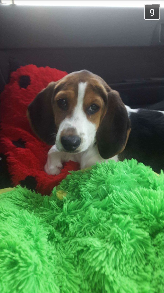 GracieElizabe17's tweet photo. New puppy @katie_brundage #chloe #treeingwalkerhound #Ohio #roadtrip https://t.co/hwzMLEcTrK