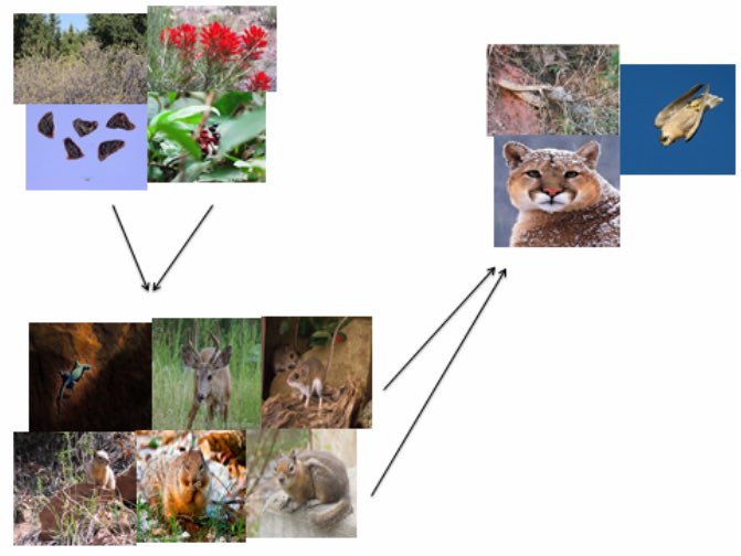 The plants that are abundant in Zion are eaten by Mule Deer, squirrels, etc. Falcons and Cougars eat those animals.