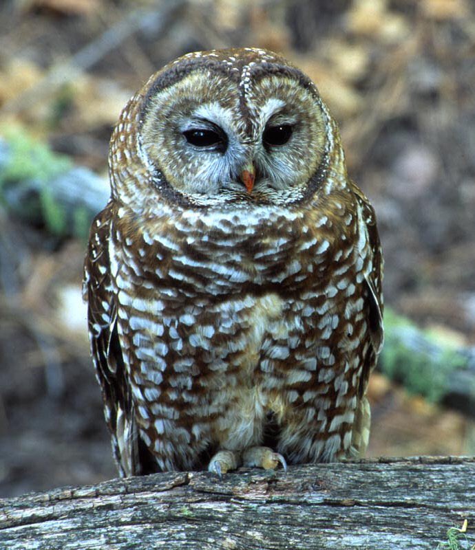 Zion is critical to the habitat of Mexican spotted owls, a species classified as threatened on a federal level.