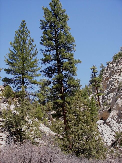Ponderosa Pine cling onto ledges. They push powerful roots into  sandstone, adding to the slow process of erosion.