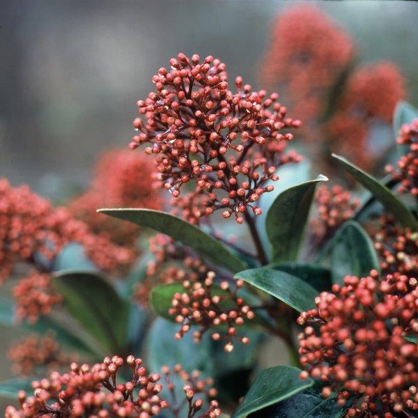 #tuintip: Plant ze nu nog! Winterbloeiers, toppers in je wintertuin!
tuinhappy.nl/winterbloeiers/