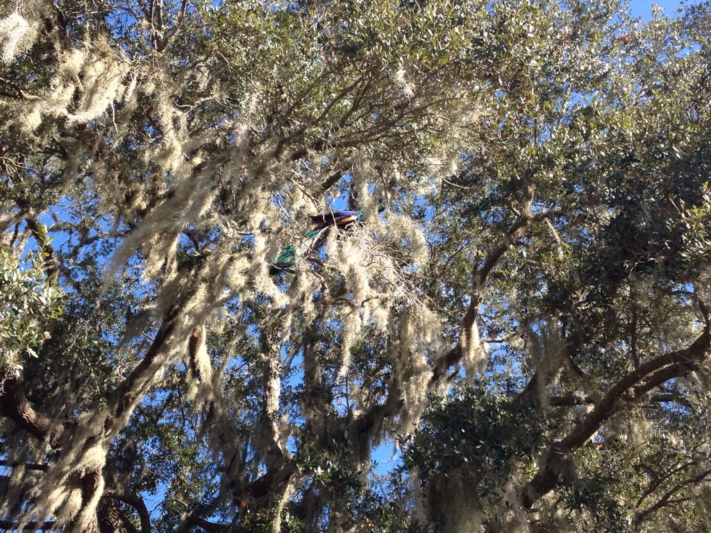 Can you find the Peacock? #birdshow #zoo #game #kids #family #animal #ThingsToDo #LoveFL