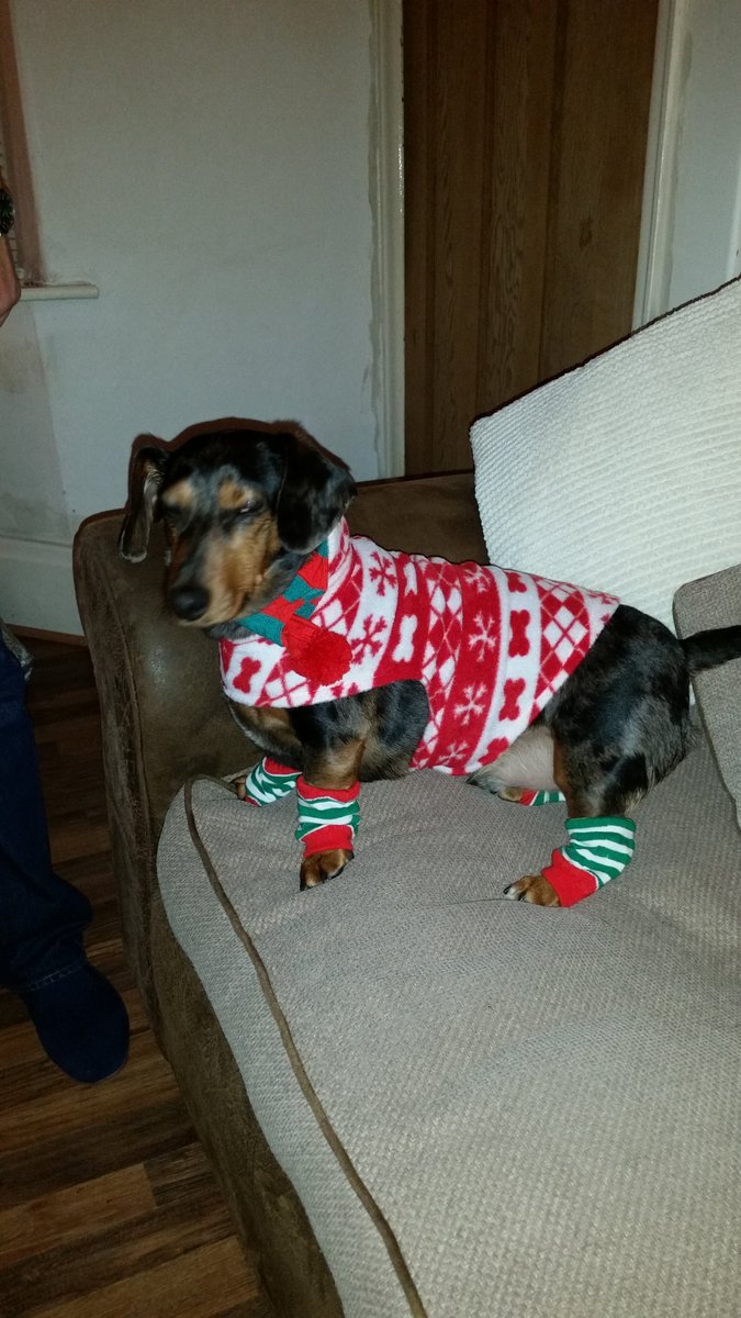 I am not amused by this #dachshund # Christmas jumper #doggy