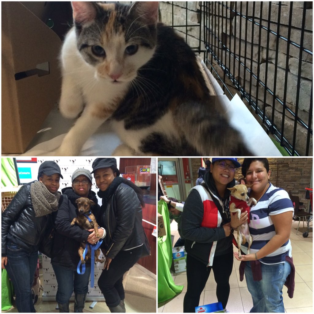BISSELLcan's tweet photo. 29 animals found their forever homes this weekend thanks to BPF, THS &amp; CTC #ths #bpf #ctc #pets #adoption #cats https://t.co/GnyOGCduvz