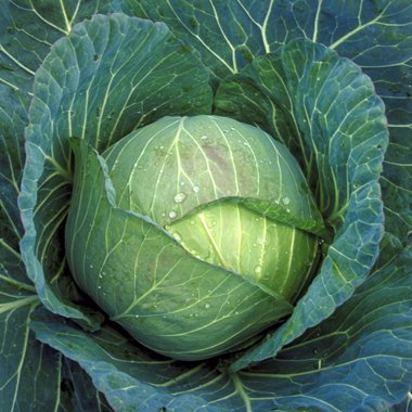 OrganicLifeMag's tweet image. Produce that lasts for months: spr.ly/6014BT0Dg #rootveggies #rootcellar