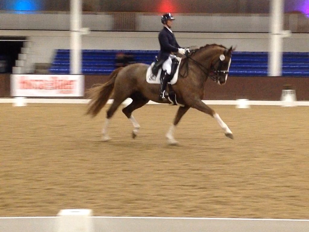 elite_dressage's tweet photo. Awesome last show of 2015 @Bury_Farm 2nd Inter II, 5th Grand Prix. Now to conquer an International show. #superpony https://t.co/lC2FUkvg8d