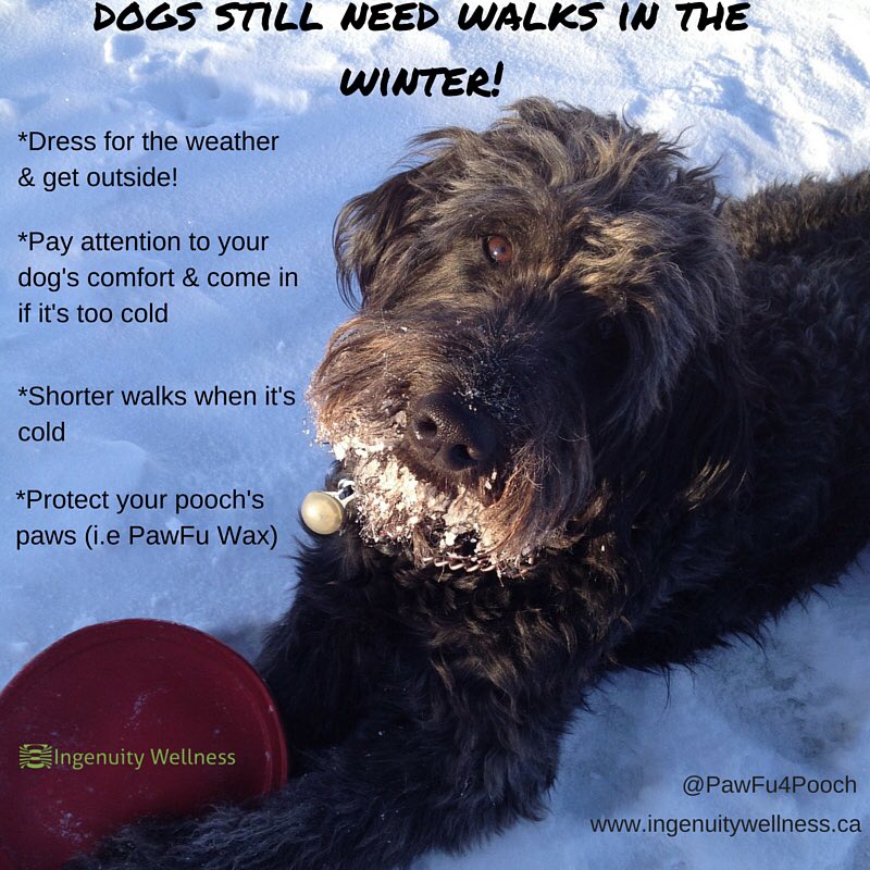 NaturallyPawsom's tweet photo. Dress appropriately and get outside with your pooch! Hire a dog walker - @CrateEscape1 are amazeballs! https://t.co/TtN2Lr3pHH