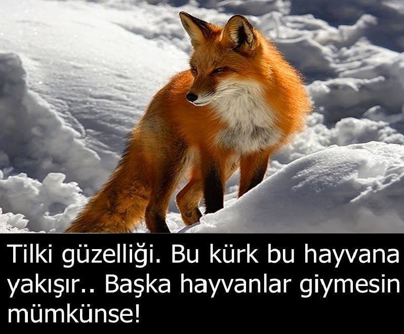 HergunYeniBilg tweet picture