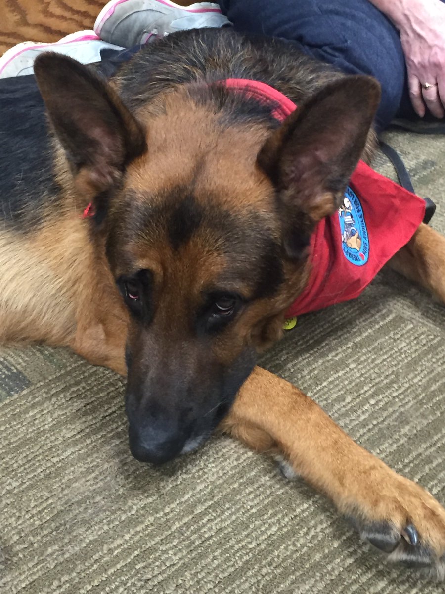 msulibraries's tweet photo. Thank you to Ruger and Louie from @TherapyDogsInt for being awesome therapy dogs today! #PawsToPlay https://t.co/X8HQ8pn7p2