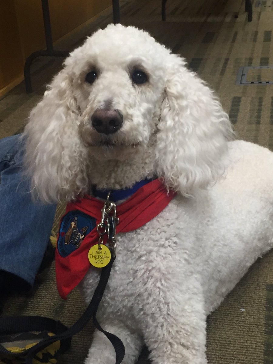msulibraries's tweet photo. Thank you to Ruger and Louie from @TherapyDogsInt for being awesome therapy dogs today! #PawsToPlay https://t.co/X8HQ8pn7p2