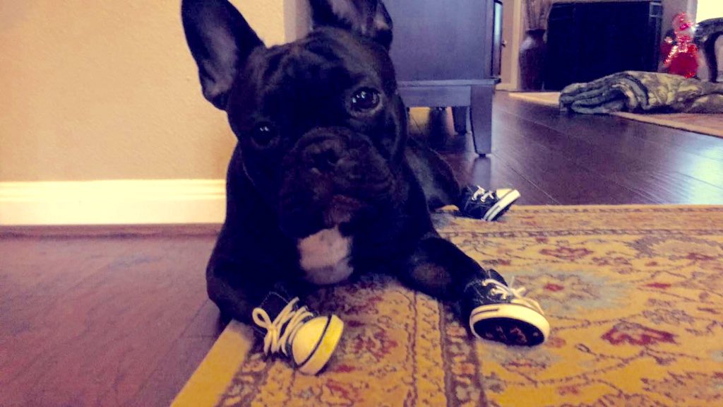 nickelwilson's tweet photo. My Frenchie now owns 6 pair converse... Now where u at yeezys dog collection... @kanyewest https://t.co/1c6vvolfEv