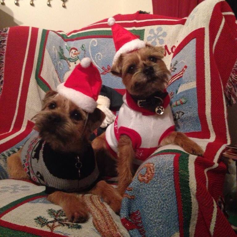 #btxmas Bonnie and Baxter cutting a dreamy pose.Bonnie wears Miss Diog and Baxter Kennel no 5