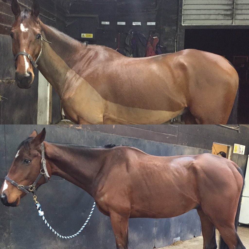 SophieEREvans's tweet photo. Hard to believe it's the same horse!Rebus looks great thanks to @PureFeed hard work and lots of TLC #RetrainingRebus https://t.co/BVHFhPuAXo