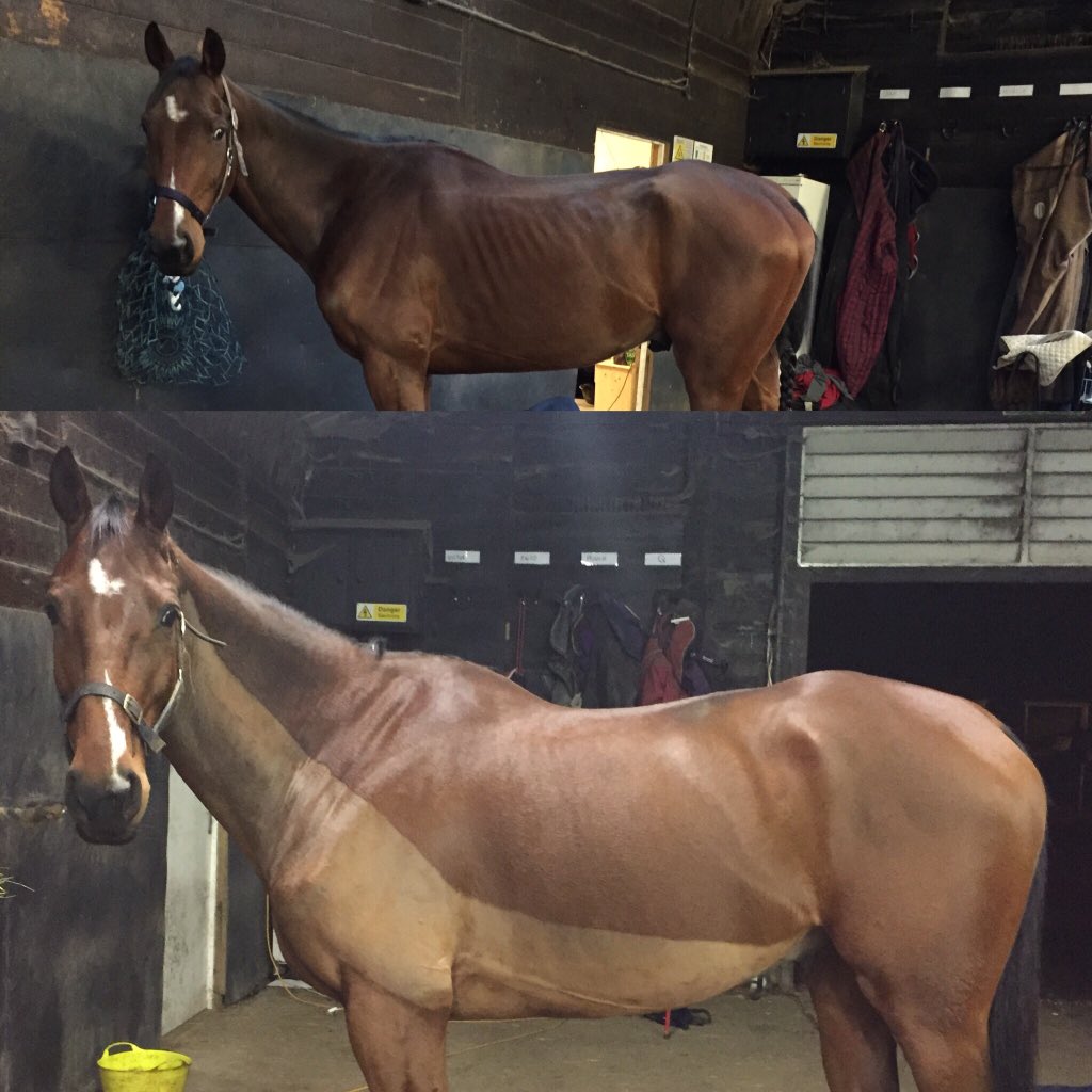 SophieEREvans's tweet photo. Hard to believe it's the same horse!Rebus looks great thanks to @PureFeed hard work and lots of TLC #RetrainingRebus https://t.co/BVHFhPuAXo