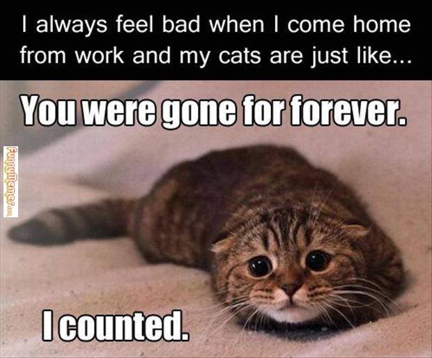 tomcatclassy's tweet photo. Precious! #cats #CatsOfTwitter #kitten #classycats https://t.co/IkiGwwiard
