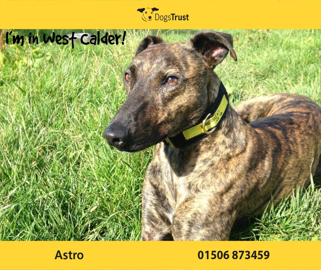 Dogs Trust 💛🐶 tweet media