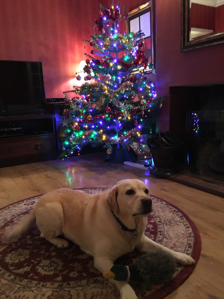 EntertainersElf's tweet photo. #tweetmytree With some help https://t.co/1uWdy9v1QE
