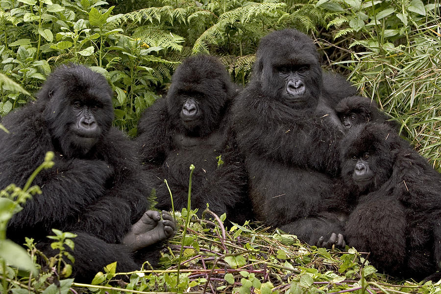 2. Human birth control pills work on gorillas. 