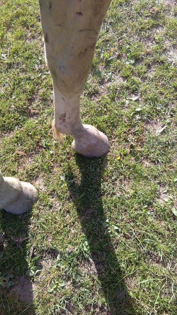 laurarose1977's tweet photo. @judythevet horse ?? For u. my horses hooves look like this and hasn't been trimmed in 3 yrs.Do I still get farrier? https://t.co/047HogH5oh